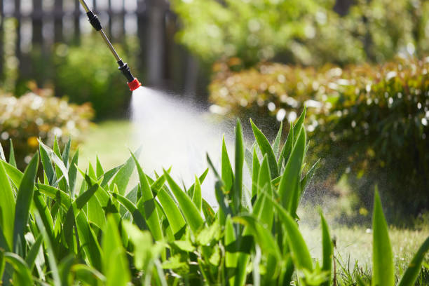 24/7 Emergency Termite Control experts in Wells, NV